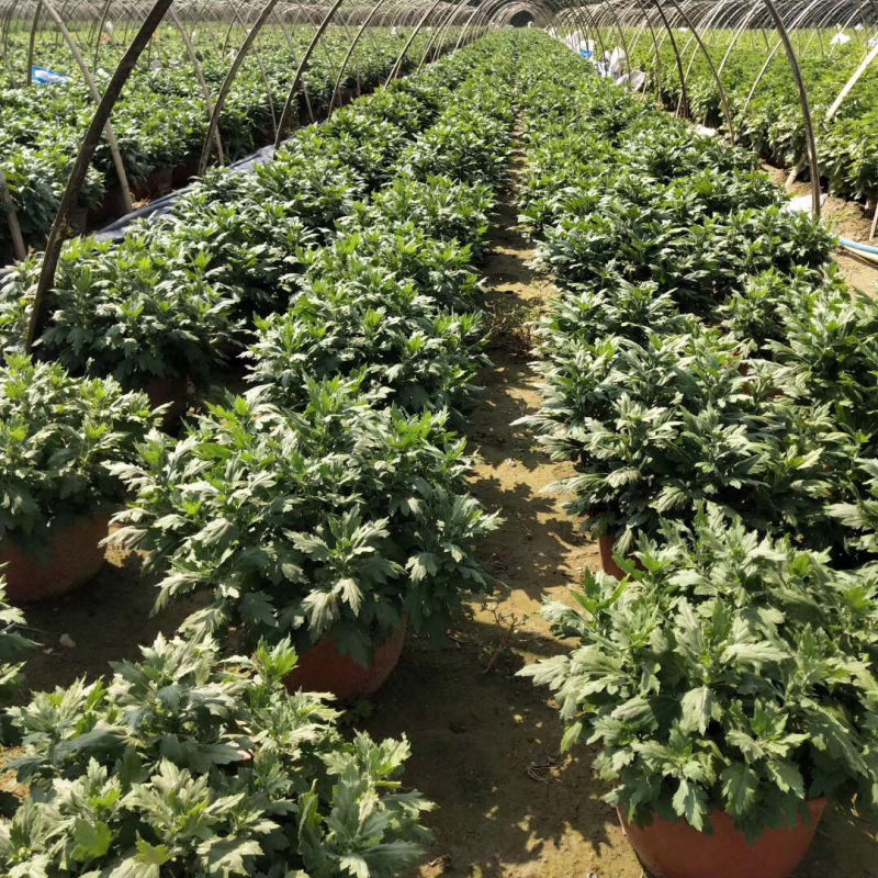 国庆节艺菊，九头菊，短日照独头菊大量销售