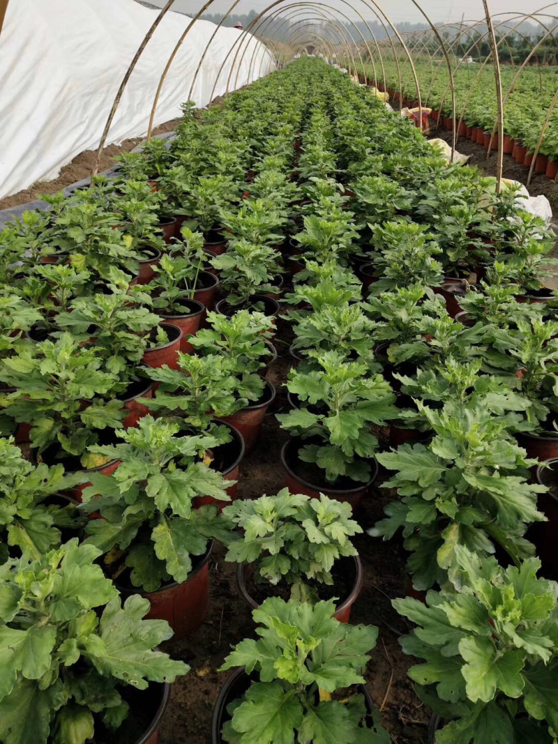 国庆节艺菊，九头菊，短日照独头菊大量销售