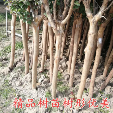 紫薇树苗绿化苗木占地拆迁紫薇苗紫薇小苗红火箭紫薇花期长紫