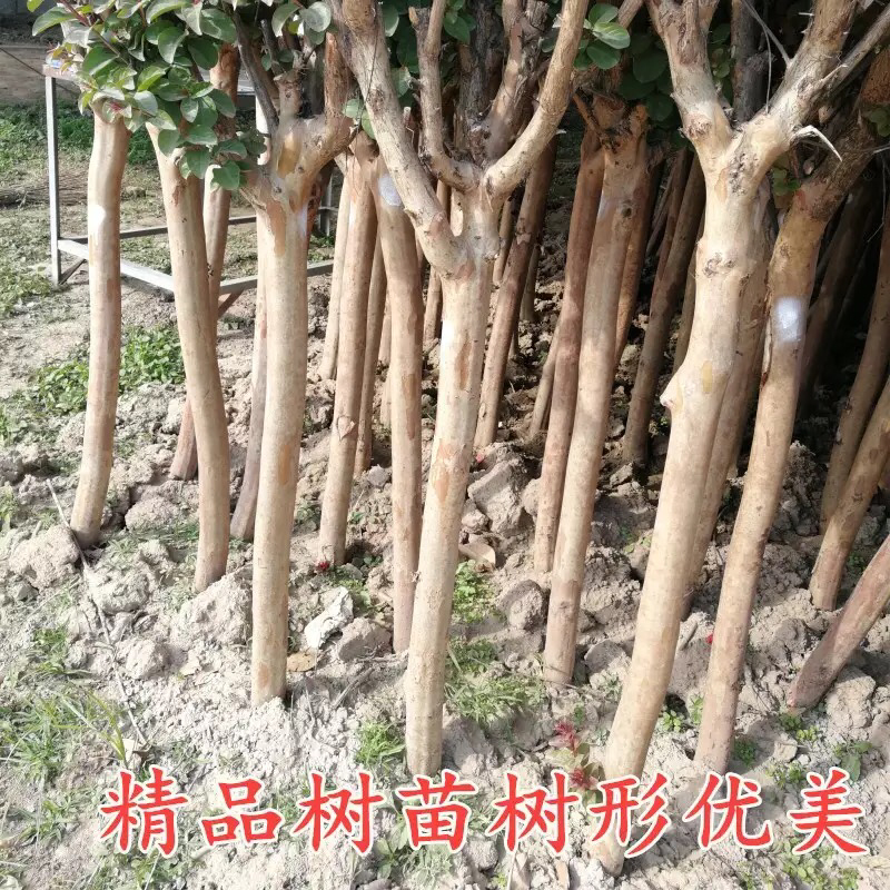 紫薇树苗绿化苗木占地拆迁紫薇苗紫薇小苗红火箭紫薇花期长紫