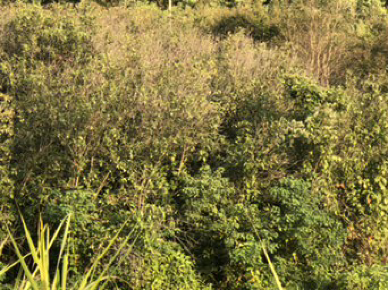 桂花树