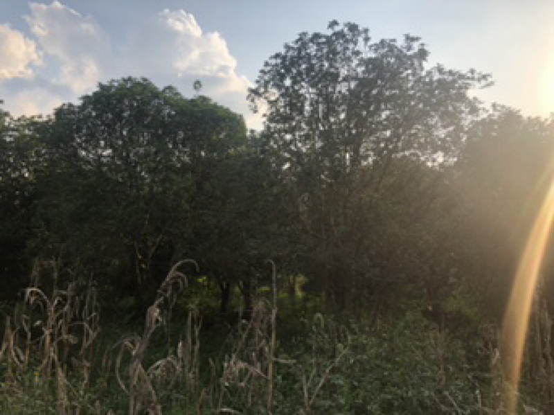 桂花树