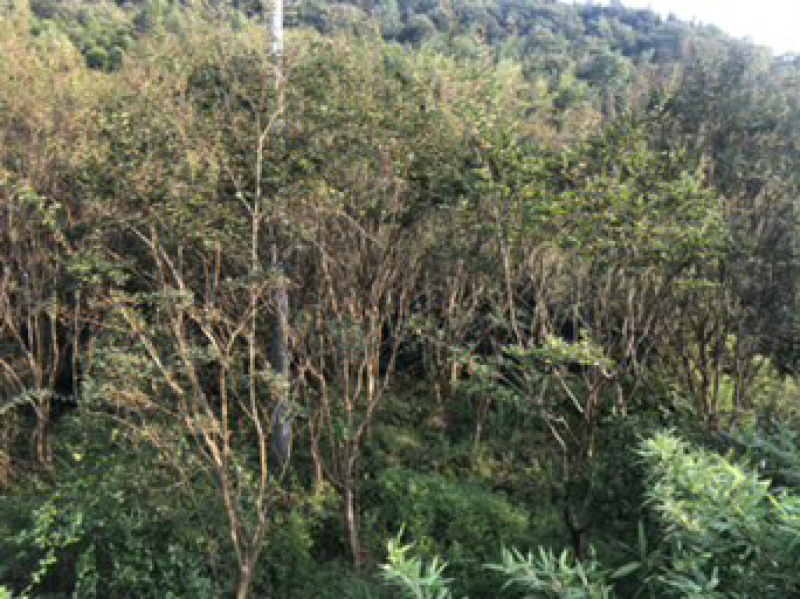 桂花树