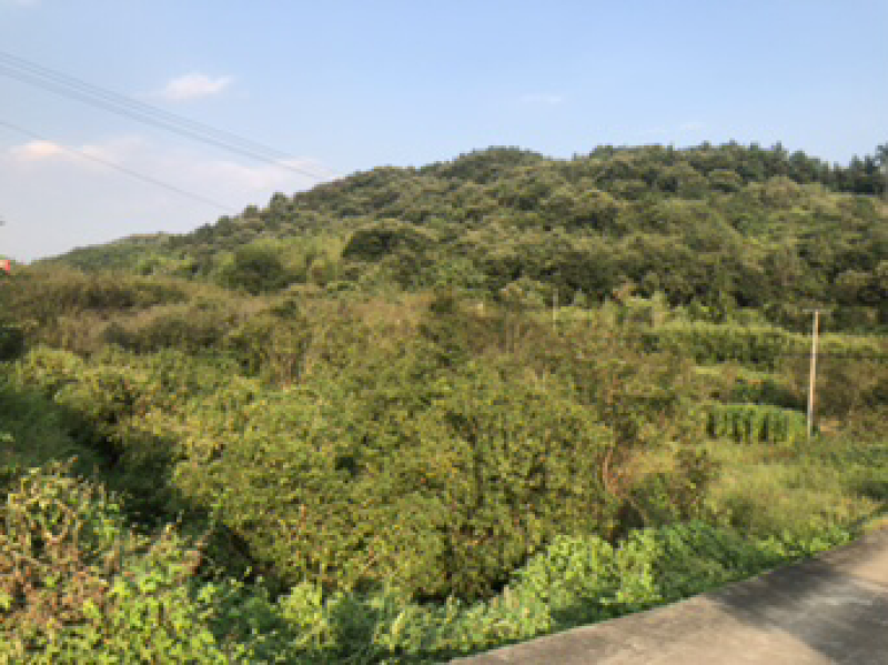 桂花树