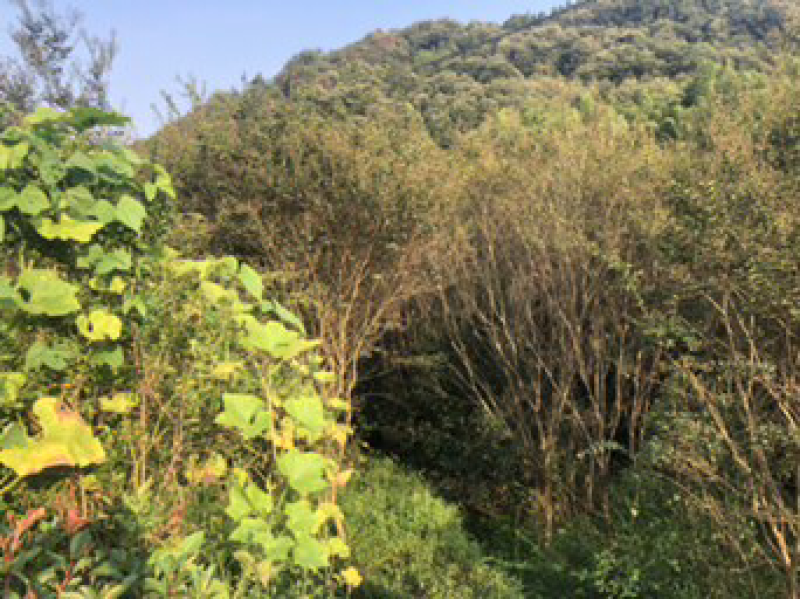 桂花树