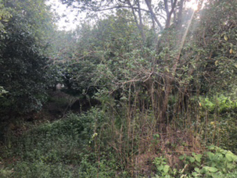 桂花树