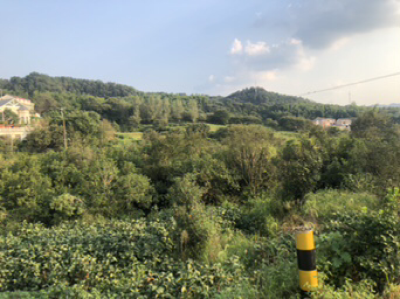 桂花树