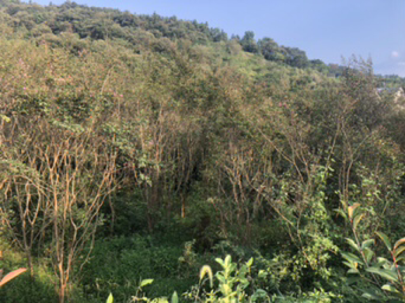 桂花树