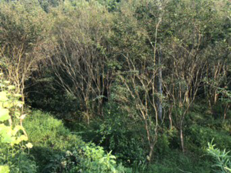 桂花树