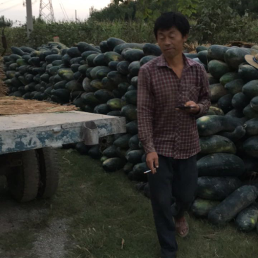 黑皮冬瓜