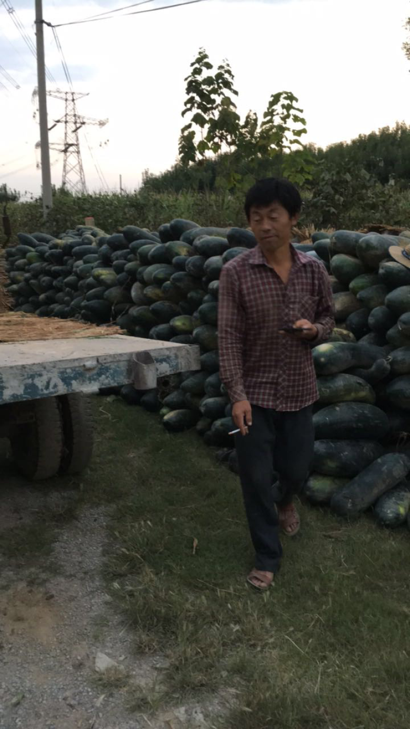 黑皮冬瓜