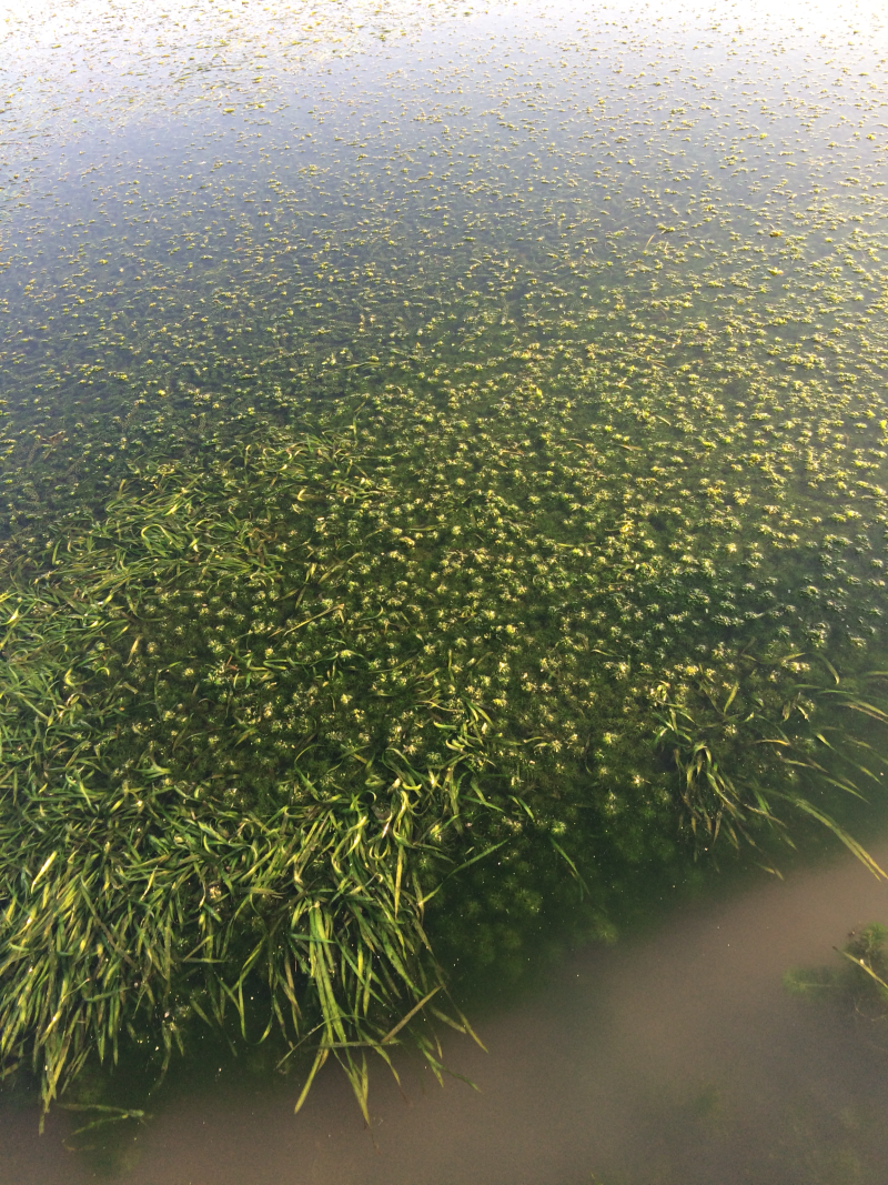 固城湖大闸蟹规格齐全，货源充足，价格随行就市！欢迎咨