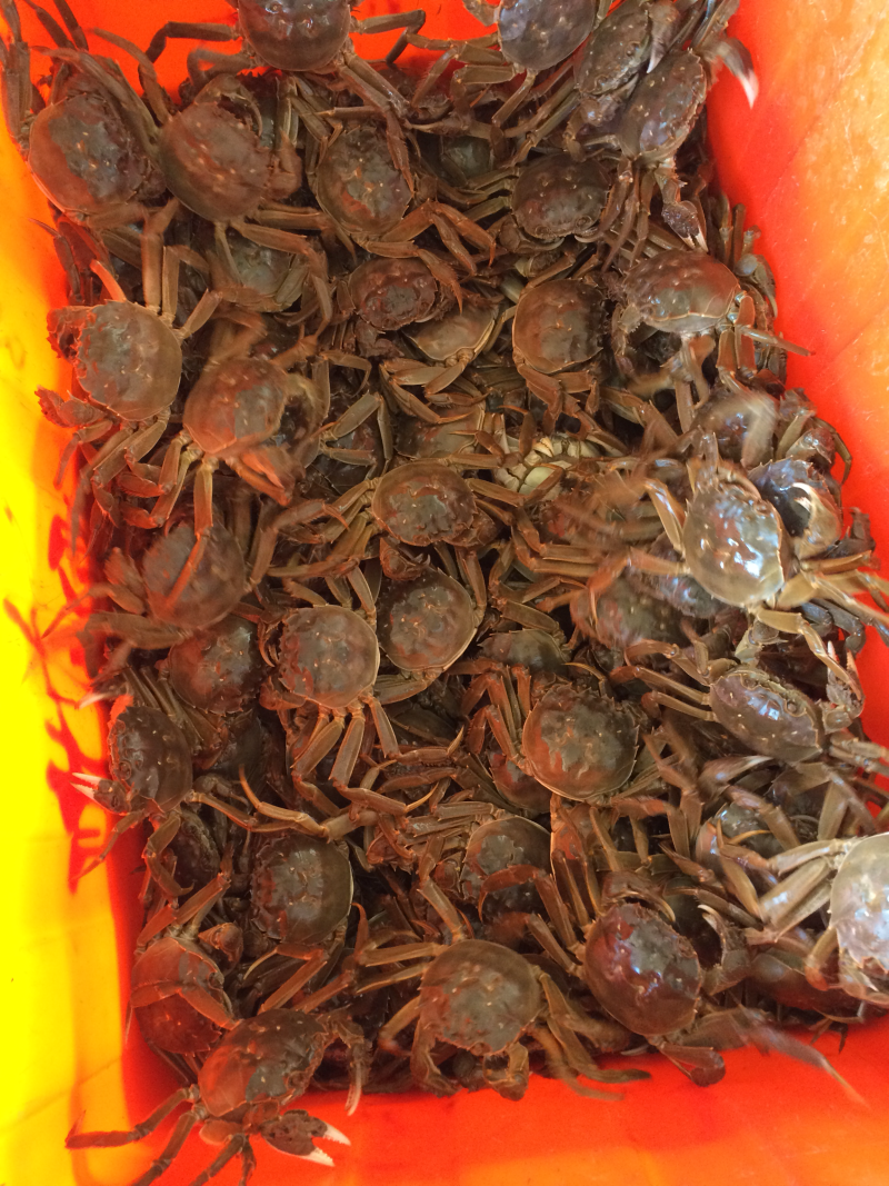固城湖大闸蟹规格齐全，货源充足，价格随行就市！欢迎咨