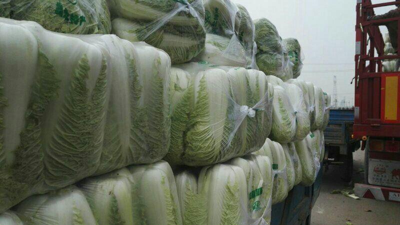 【北京新三号白菜】4~6斤加工各种规格包装，产地直发