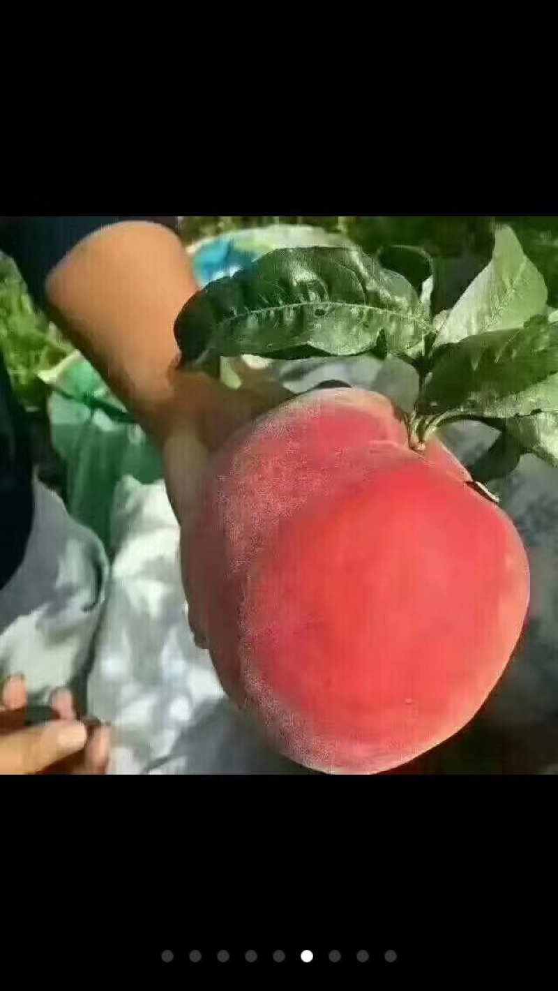 丽江雪桃