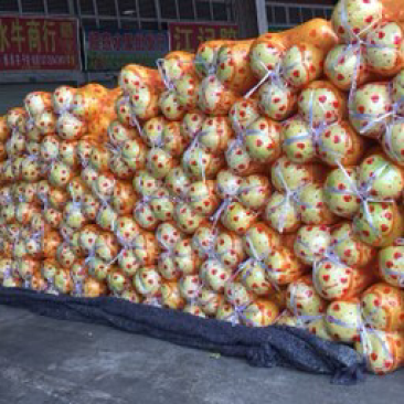 梅州蜜柚