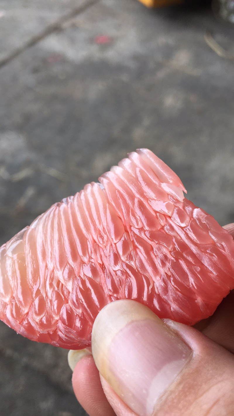梅州蜜柚