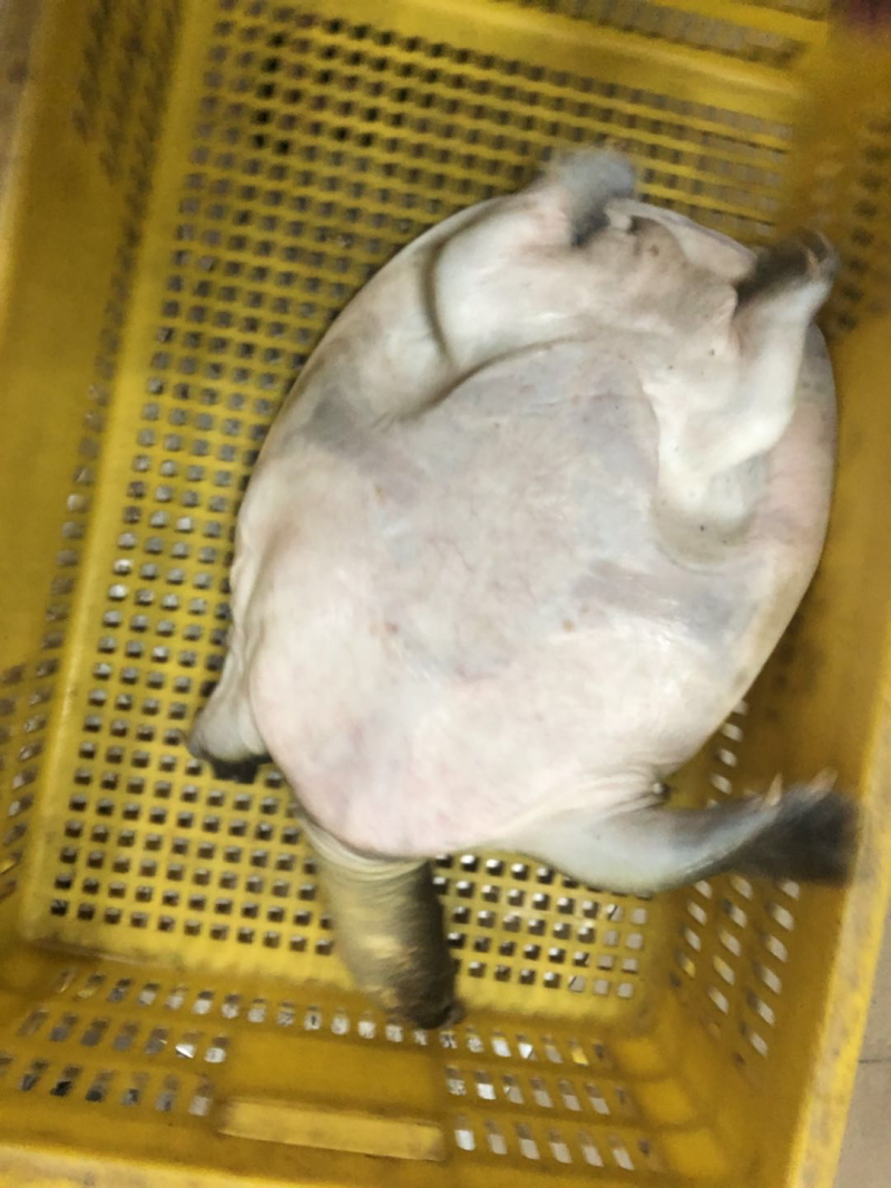 野生甲鱼
