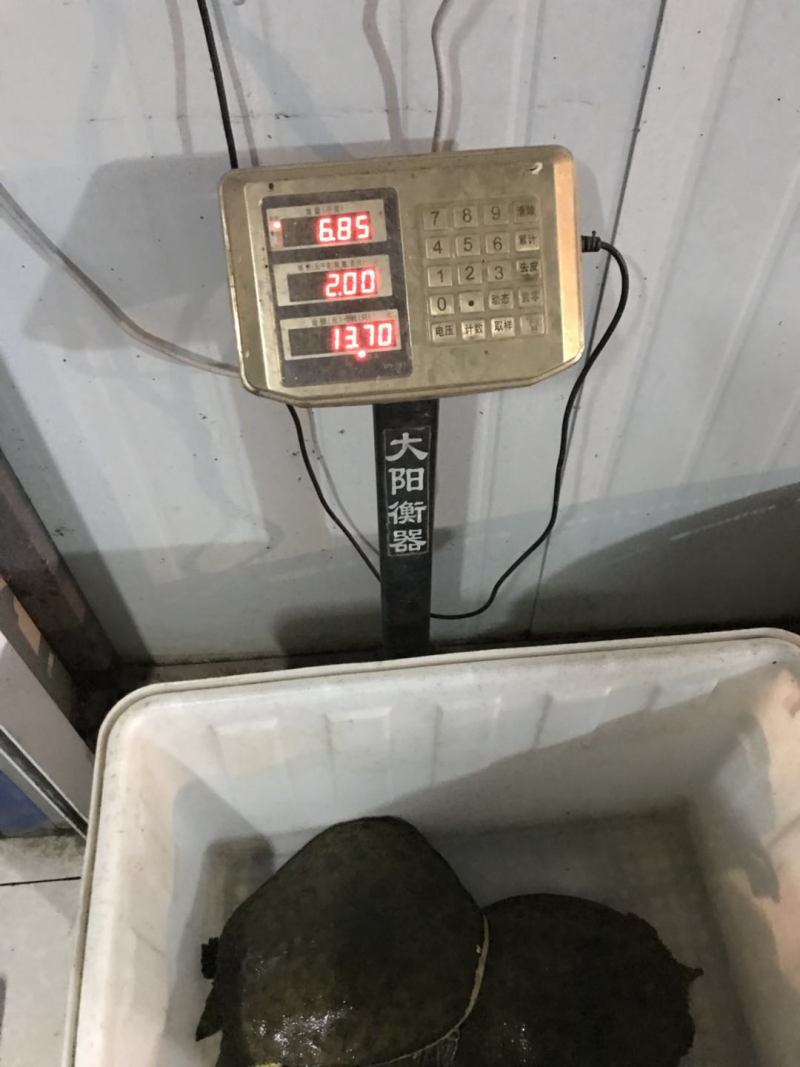 野生甲鱼