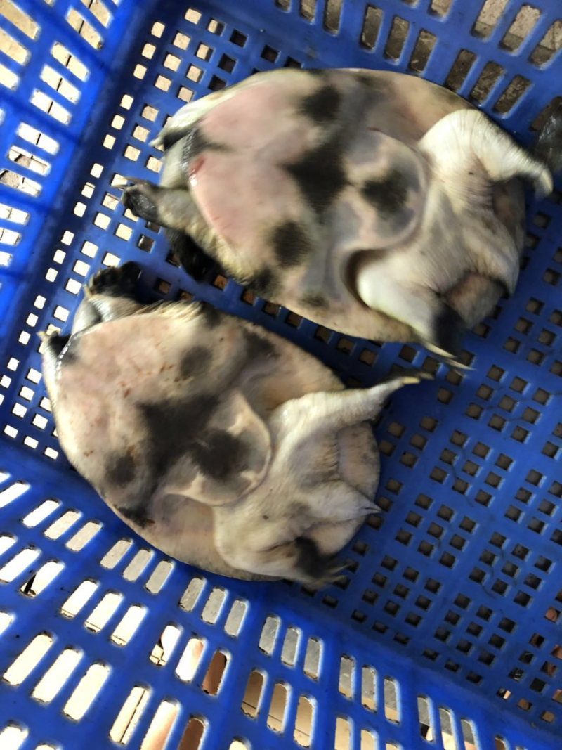野生甲鱼