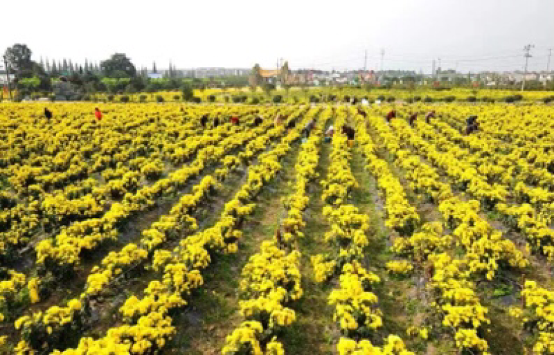 祖师井牌禅菊（皇菊）
