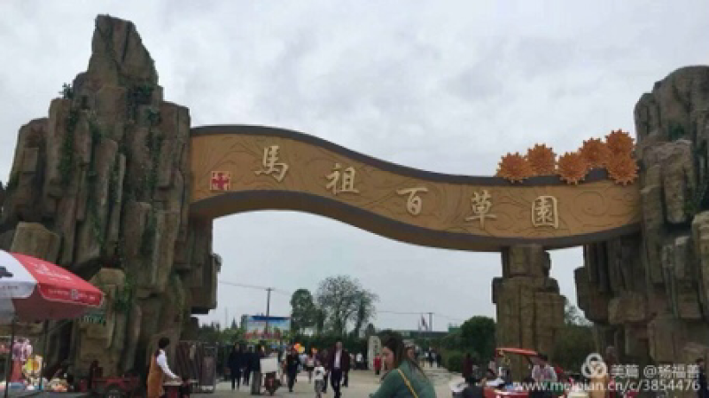 祖师井牌禅菊（皇菊）