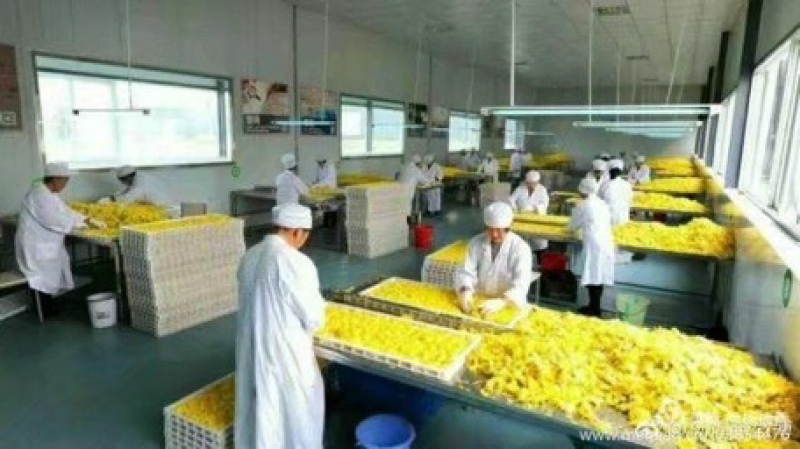 祖师井牌禅菊（皇菊）