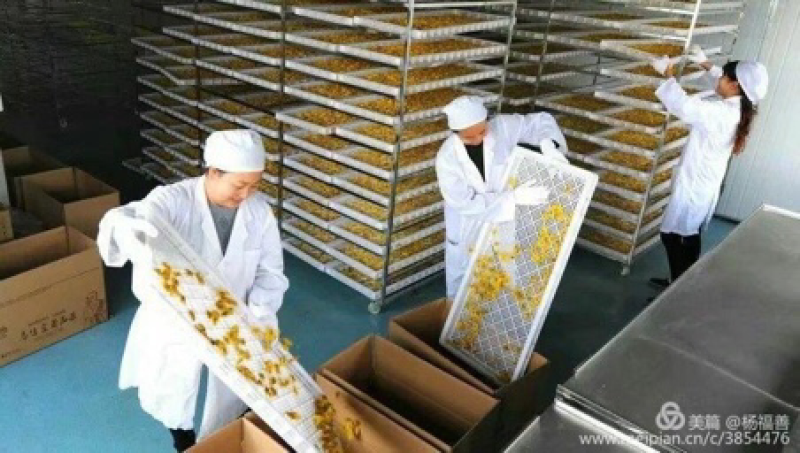 祖师井牌禅菊（皇菊）