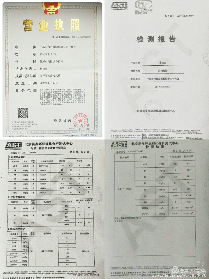 祖师井牌禅菊（皇菊）