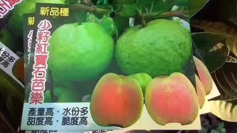 四季红宝石番石榴苗e