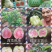 四季红宝石番石榴苗e