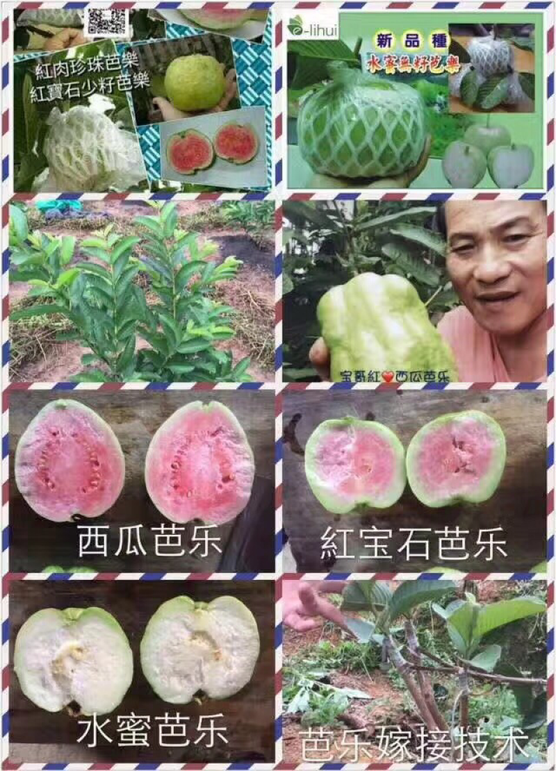 四季红宝石番石榴苗e