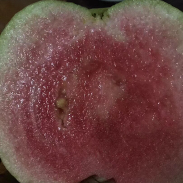 四季红宝石番石榴苗e