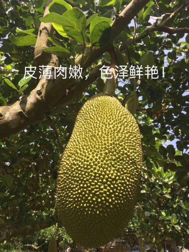 海南菠萝蜜，现摘现发，批量包邮，品质优良，满足需求！全国