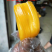 海南菠萝蜜，现摘现发，批量包邮，品质优良，满足需求！全国