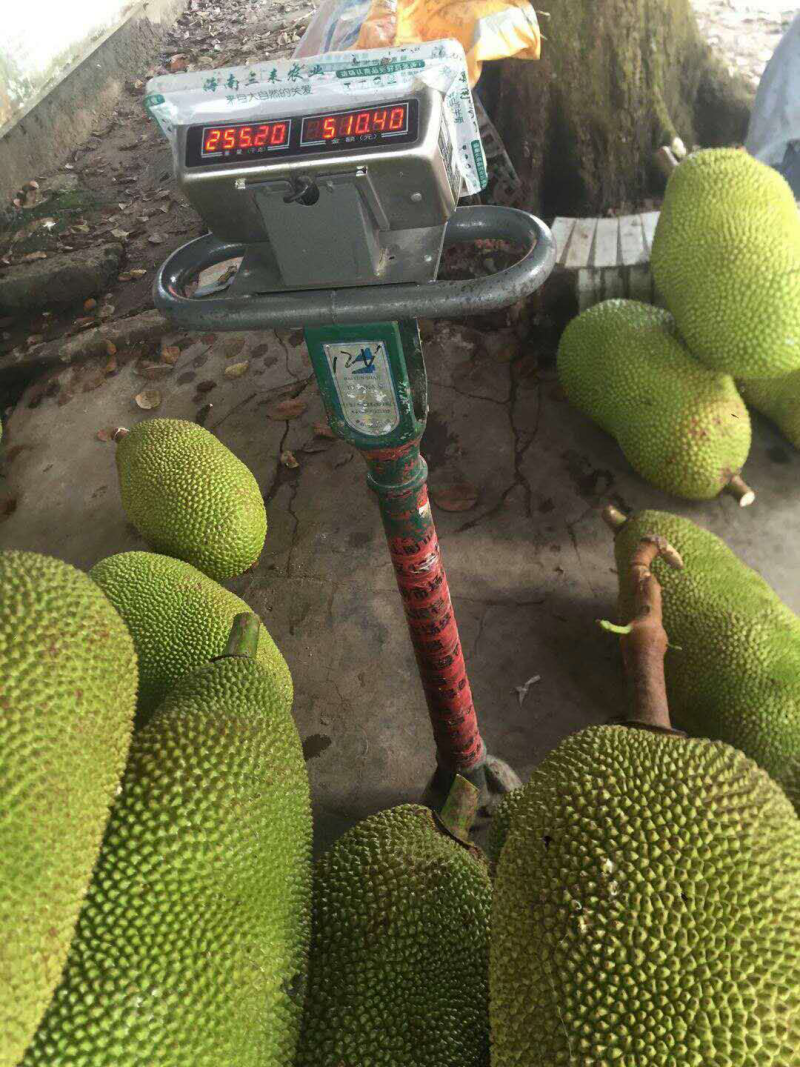 海南菠萝蜜，现摘现发，批量包邮，品质优良，满足需求！全国