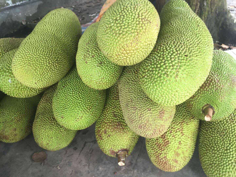 海南菠萝蜜，现摘现发，批量包邮，品质优良，满足需求！全国
