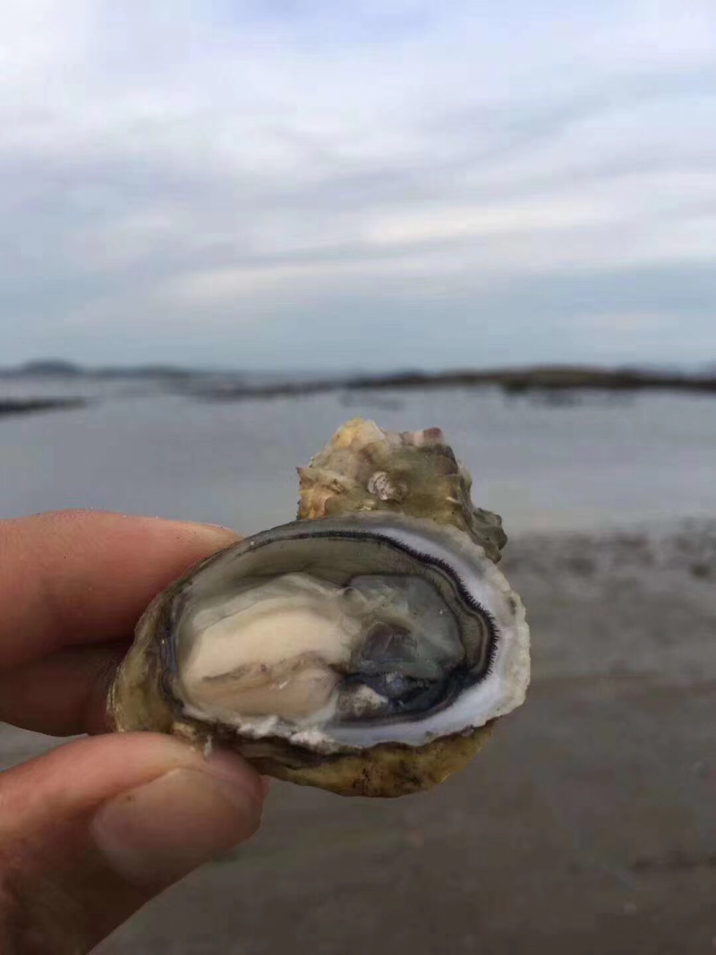 海蛎干