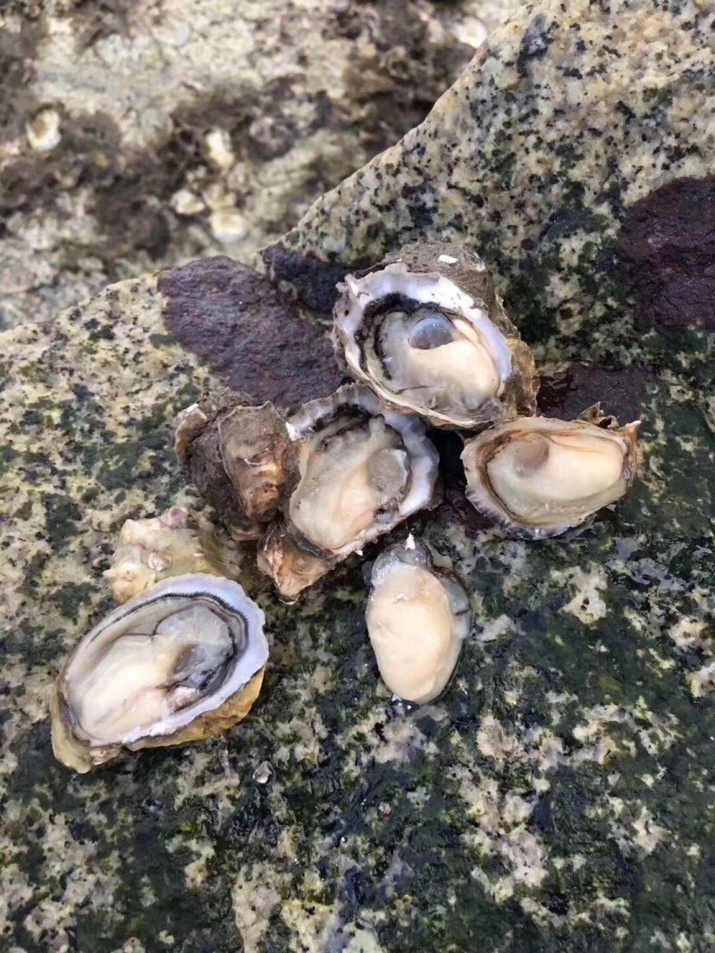 海蛎干