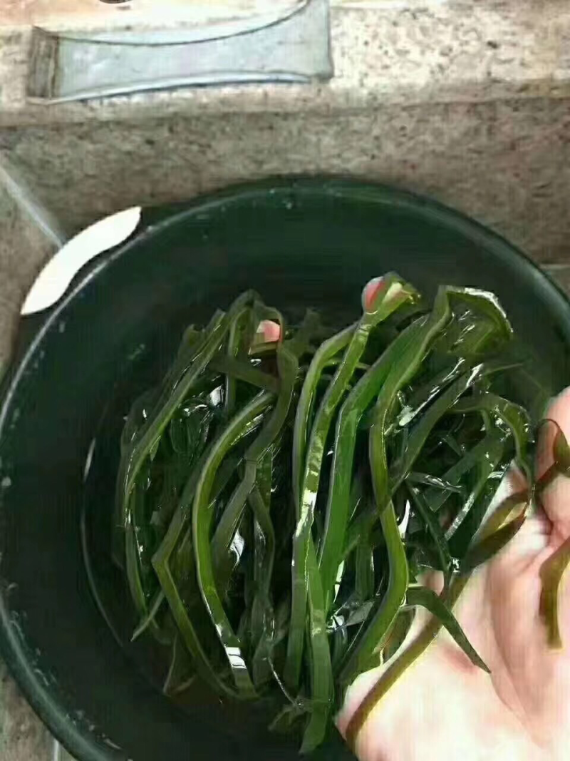 海带丝补钙补碘