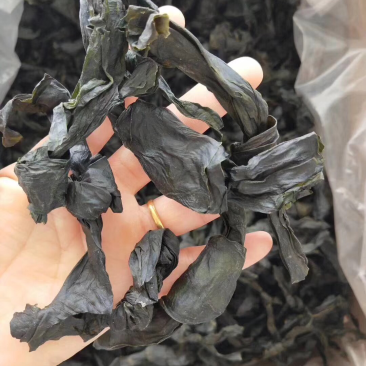 海带结