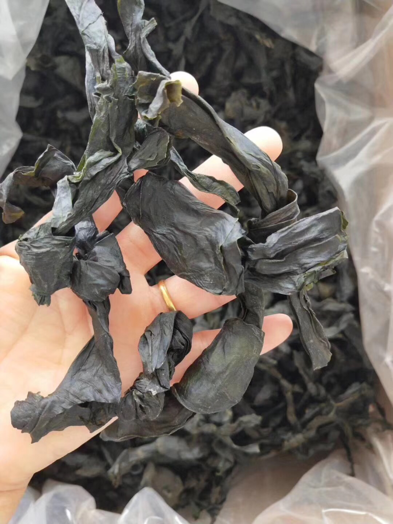 海带结