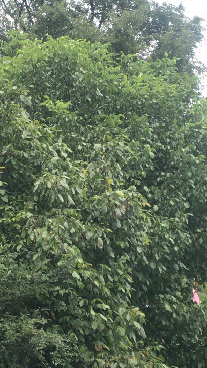 高原核桃