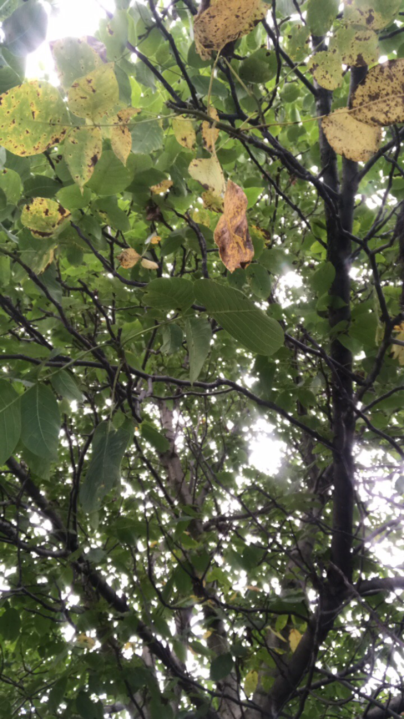 高原核桃