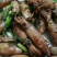 小管鱼