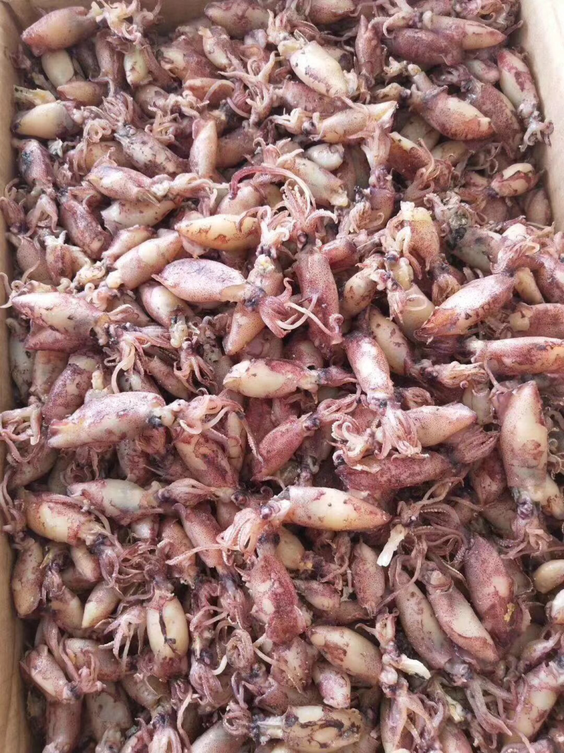 小管鱼