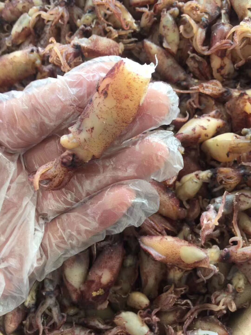 小管鱼