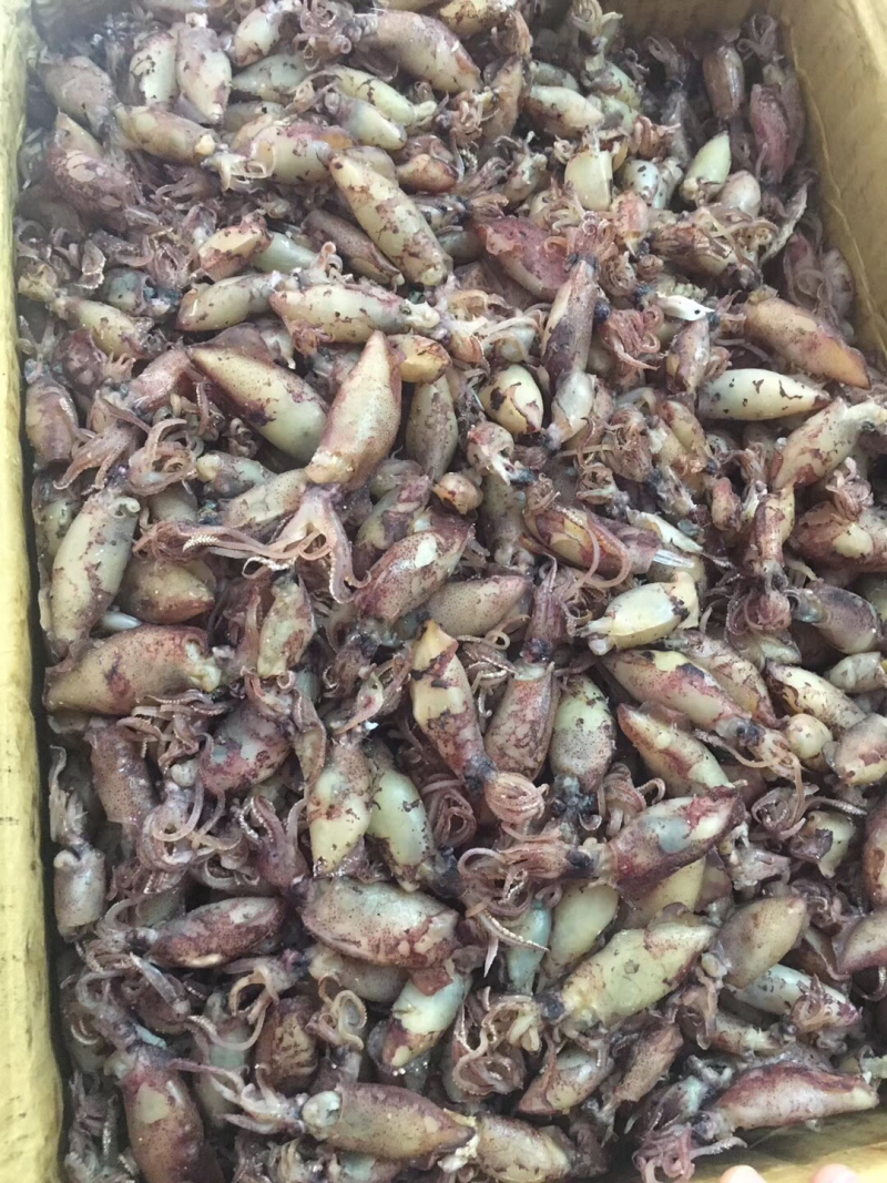 小管鱼