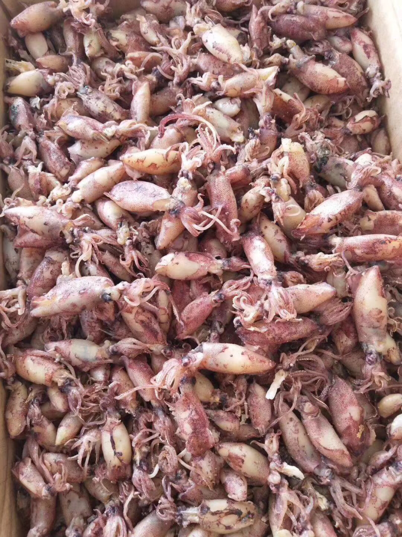小管鱼