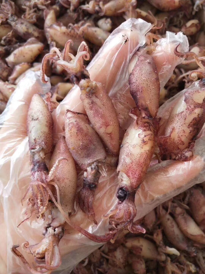 小管鱼